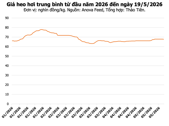 Giá heo hơi ngày 19/5: Thị trường miền Nam giảm nhẹ, mức cao nhất đạt 70.000 đồng/kg