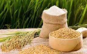 Giá lúa gạo hôm nay 19/5: Gạo nguyên liệu tăng nhẹ 50 - 100 đồng/kg