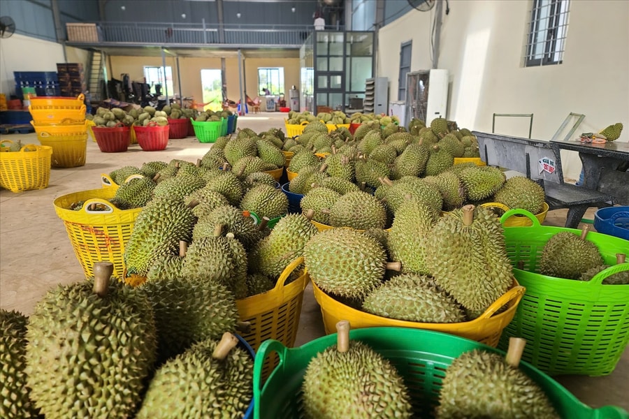 Giá sầu riêng hôm nay 20/5/2026: 3 vùng trồng chênh đến 16.000 đồng/kg