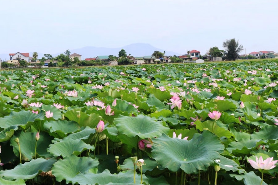 Quê hương con người Hà Tĩnh: Thành Sen mùa hoa nở