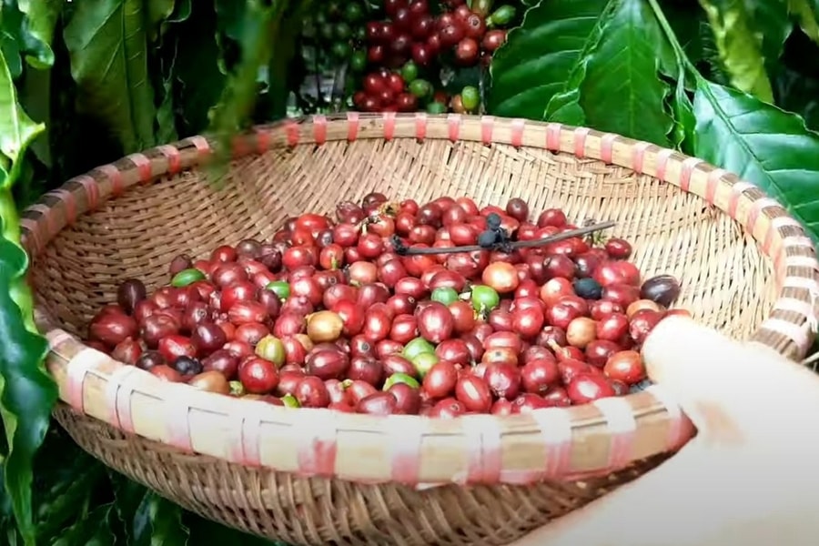 Bản tin nhanh: Giá cà phê hôm nay 25/5/2026 đảo chiều tăng trở lại