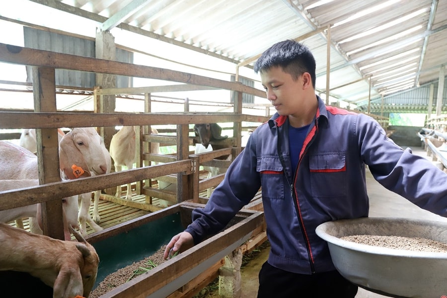 Giá dê lập đỉnh, “cung không đủ cầu”