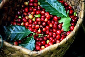 Giá cà phê hôm nay 9/6/2026 mới nhất: Tây Nguyên giảm 100 đồng/kg, nông dân vẫn găm hàng