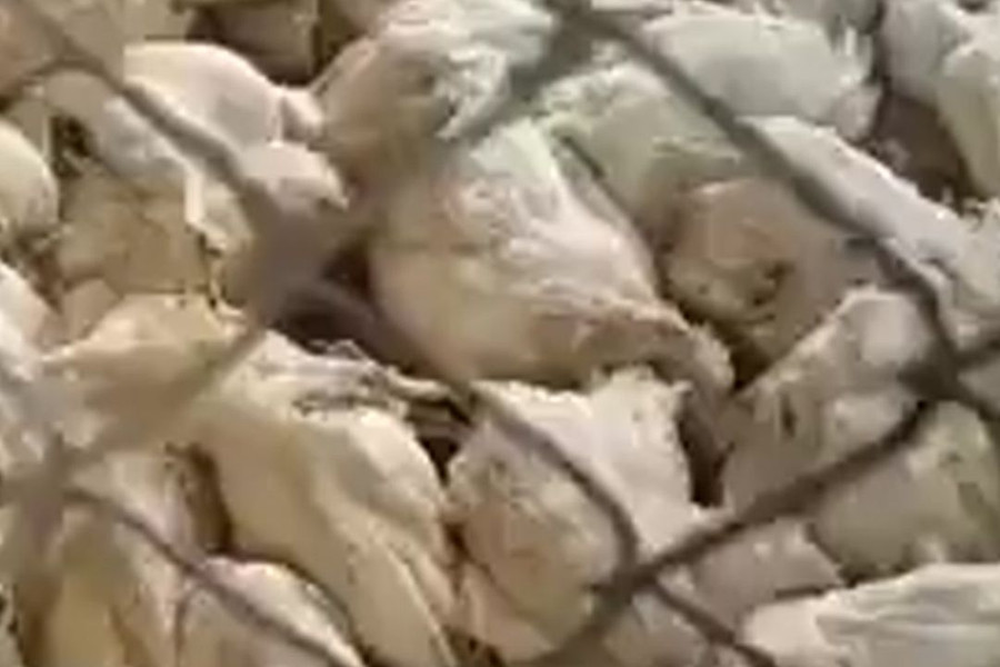 6.000 con gà chết nghi do mất điện, chủ bật khóc tìm người "giải cứu"