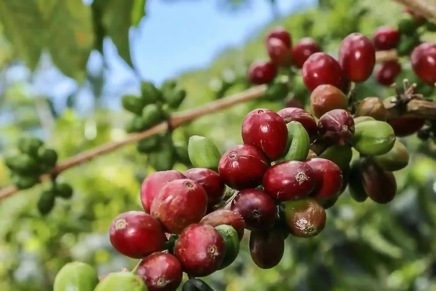 Giá cà phê hôm nay 17/7/2026: Đắk Nông cũ lên 98.500 đồng/kg, robusta rơi dưới 3.800 USD/tấn