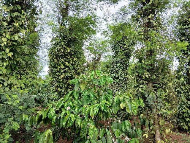 Giá tiêu hôm nay 17/7/2026: Tăng phiên thứ ba, Đắk Lắk lên 141.000 đồng/kg