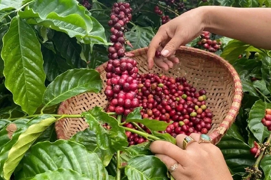 Giá cà phê hôm nay 24/7/2026: Tây Nguyên mất tới 1.800 đồng/kg, robusta sát mốc 3.700 USD/tấn