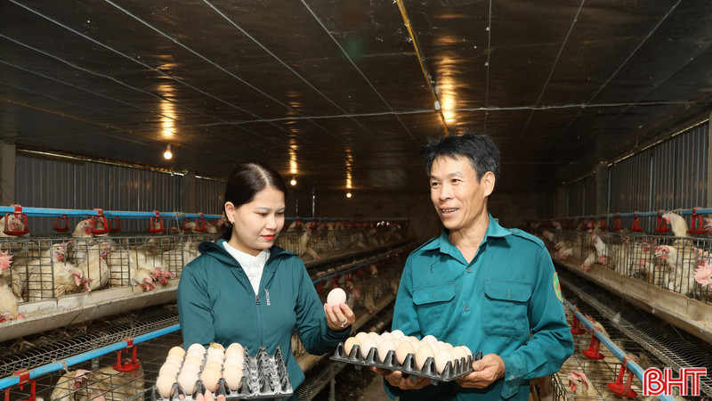 Nuôi gà siêu đẻ, mở hướng phát triển kinh tế cho nông dân xã Mai Hoa