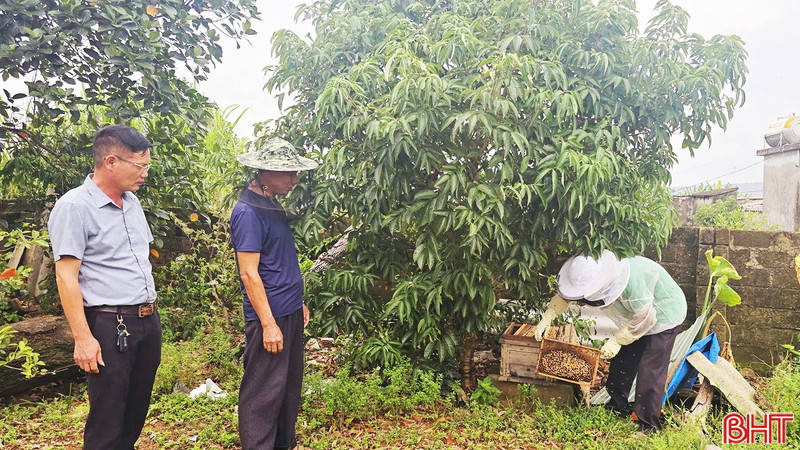 Kỳ Xuân phát triển nuôi ong lấy mật, tạo nên giá trị bền vững