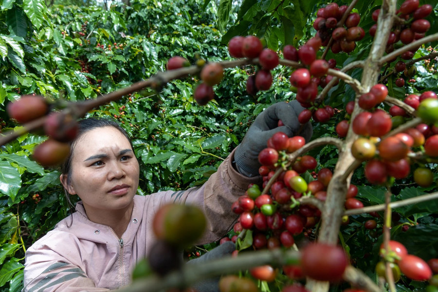Giá cà phê hôm nay 19/8/2026: Cao nhất 98.500 đồng/kg, tồn kho arabica xuống đáy 2,75 năm