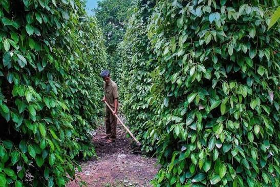 Giá tiêu hôm nay 19/08/2026: Chênh lệch vùng giá còn 3.000 đồng/kg, xuất khẩu tăng 7,4%