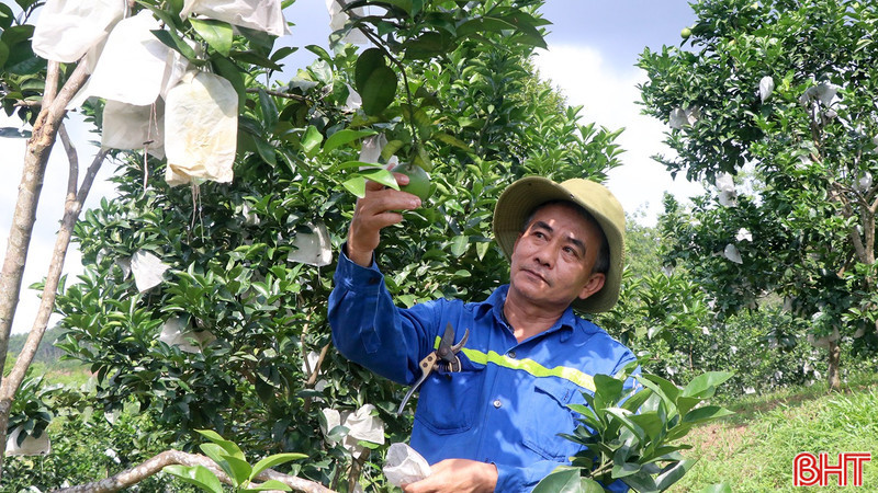 Nhân rộng diện tích cam giòn, nâng tầm giá trị kinh tế vườn đồi ở Đồng Lộc