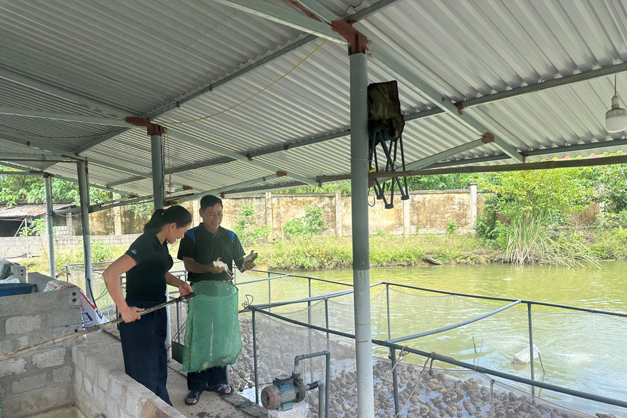 Nông nghiệp tuần hoàn - hướng đi bền vững cho nông dân