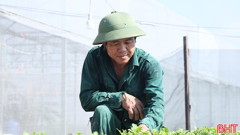 Vựa hoa ở Hà Tĩnh tất bật sản xuất phục vụ Tết
