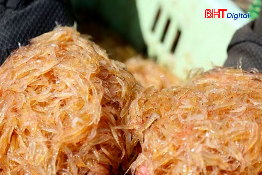 Ngư dân Hà Tĩnh trúng đậm ruốc biển